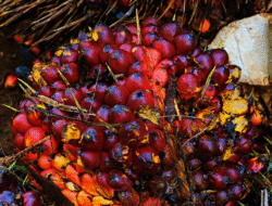 Daftar Harga TBS Sawit Resmi Periode III Oktober 2025, Tertinggi Rp3.479/Kg