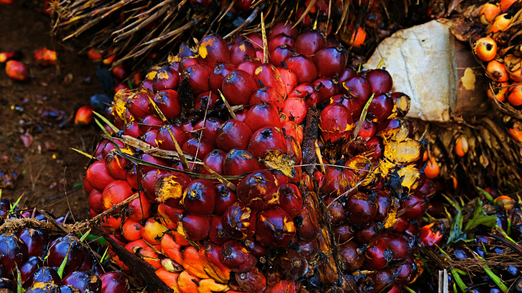 Ilustrasi Tim Penetapan Harga Tandan Buah Segar (TBS) Kelapa Sawit Provinsi Kalimantan Barat menetapkan harga TBS untuk periode III Oktober 2025, yang berlaku untuk pembayaran tanggal 16 hingga 22 Oktober 2025. (Dok. Ilustrasi/Faktakalbar.id)