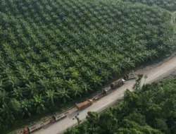 Mengungkap 10 Raksasa Sawit Indonesia, Siapa Penguasa Produksi CPO Nasional?