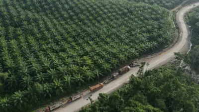 Ilustrasi perkebunan kelapa sawit milik salah satu produsen CPO terbesar di Indonesia.