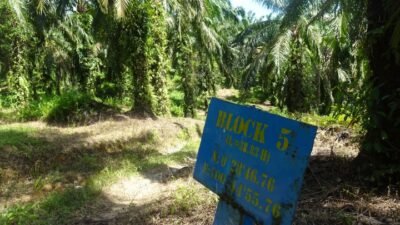 Sengketa Lahan Sawit di Kapuas Hulu: Masyarakat Adat Nanga Nuar Tuntut Keadilan Lewat Hukum Adat