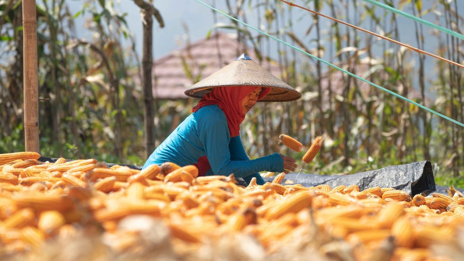 Ilustrasi - Petani di Kalimantan Barat saat memanen jagung dari kebun mereka. (Dok. BPS)