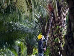 Prabowo Sebut Sawit ‘Miracle Crop’, POPSI: Berikan Perlindungan Nyata bagi Petani Kecil