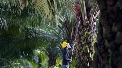 Petani di Indonesia sedang memanen tandan buah segar kelapa sawit. Ekspor minyak kelapa sawit Indonesia mengalami pertumbuhan dua digit, didorong oleh tingginya harga komoditas global.