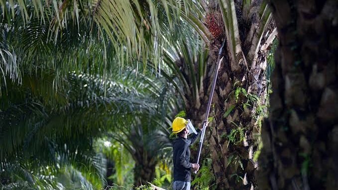 Petani di Indonesia sedang memanen tandan buah segar kelapa sawit. Ekspor minyak kelapa sawit Indonesia mengalami pertumbuhan dua digit, didorong oleh tingginya harga komoditas global.