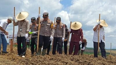 Dukung Swasembada Pangan, Polres Sanggau Berkolaborasi Tanam Jagung Bersama Masyarakat