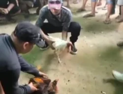 Diduga Dibekingi Oknum Aparat, Judi Sabung Ayam di Sintang Resahkan Warga