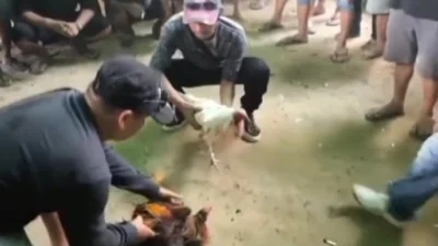 Ilustrasi - Kegiatan sabung ayam yang dilaporkan oleh warga berlokasi di Desa Balaigana, Kecamatan Tempunak, Kabupaten Sintang.
