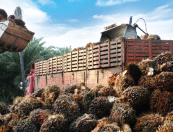 Laba Bersih DSNG Milik TP Rachmat Melonjak 52,32 Persen Capai Rp1,31 Triliun