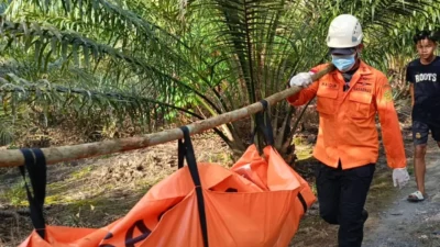 Tim SAR gabungan saat melakukan proses evakuasi di area hutan. Seorang nenek di Sambas ditemukan meninggal dunia setelah tujuh hari pencarian.