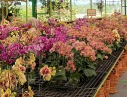 Tips Agar Anggrek Rajin Berbunga: Cahaya, Suhu, dan 5 Faktor Kunci dari Ahli