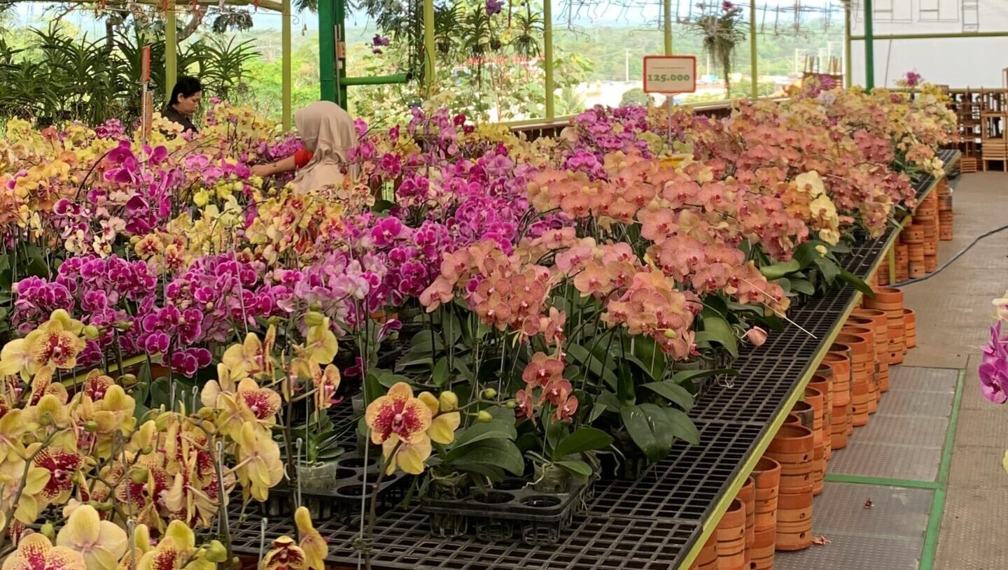 Tips Agar Anggrek Rajin Berbunga dan Mekar Sering, Coba Ini!