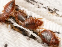 Sulit Tidur Nyenyak? Ini 5 Teknik Efektif Membasmi Kutu Kasur Sampai Tuntas