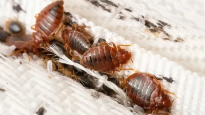 "Merasa terganggu dengan kutu kasur? Simak 5 teknik efektif untuk membasmi kutu kasur dan telurnya, mulai dari uap panas hingga bahan alami."