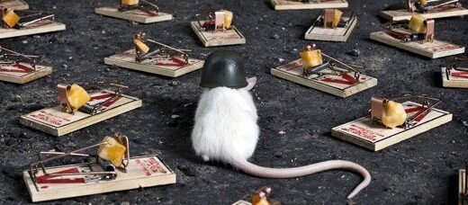 "Tikus mengganggu di rumah? Jangan pakai racun. Coba 4 cara ampuh dan aman ini untuk mengusir tikus, mulai dari blokir akses hingga pakai aroma alami."