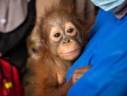 Kisah Pilu Randy: Bayi Orangutan Malnutrisi yang Diselamatkan dari Lokasi PETI