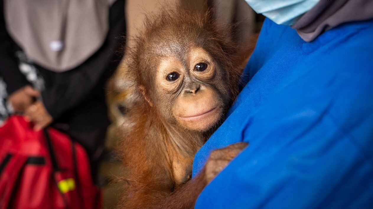 Tim medis YIARI dan BKSDA Kalbar saat melakukan pemeriksaan kesehatan awal terhadap Randy, bayi orangutan yang diselamatkan dari lokasi tambang ilegal di Ketapang.