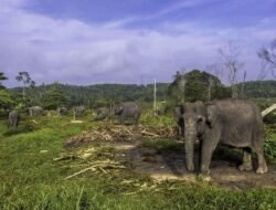 Habitat Gajah Sumatera di Bengkulu Hilang 1.585 Hektare, Jadi Perkebunan Sawit