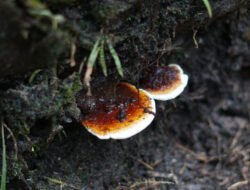 Ditjenbun Peringatkan Ancaman Ganoderma, Sawit Indonesia Bisa Punah Tahun 2060
