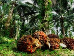 Harga TBS Sawit Kalbar Periode IV Maret Naik Tembus Rp3.765 per Kg