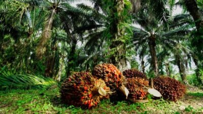 Ilustrasi: Tandan Buah Segar (TBS) kelapa sawit di salah satu perkebunan. GAPKI menyoroti tantangan penurunan produktivitas di sektor hulu industri sawit. (Dok. Ist)