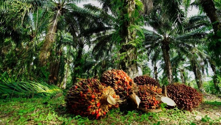 Ilustrasi: Tandan Buah Segar (TBS) kelapa sawit di salah satu perkebunan. GAPKI menyoroti tantangan penurunan produktivitas di sektor hulu industri sawit. (Dok. Ist)