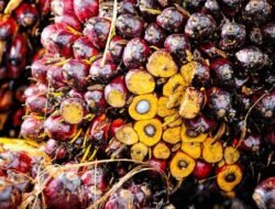 Harga TBS Sawit Kalbar Periode I-November 2025 Ditetapkan, Umur 10-20 Tahun Tembus Rp 3.358/Kg