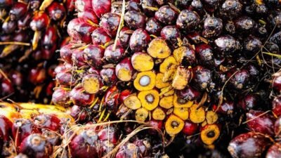 Ilustrasi tandan buah segar (TBS) kelapa sawit. (Dok. Ist)