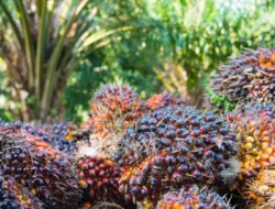 HR CPO Naik 0,14 Dolar, Kemendag Sebut Ada Ekspektasi Peningkatan Permintaan