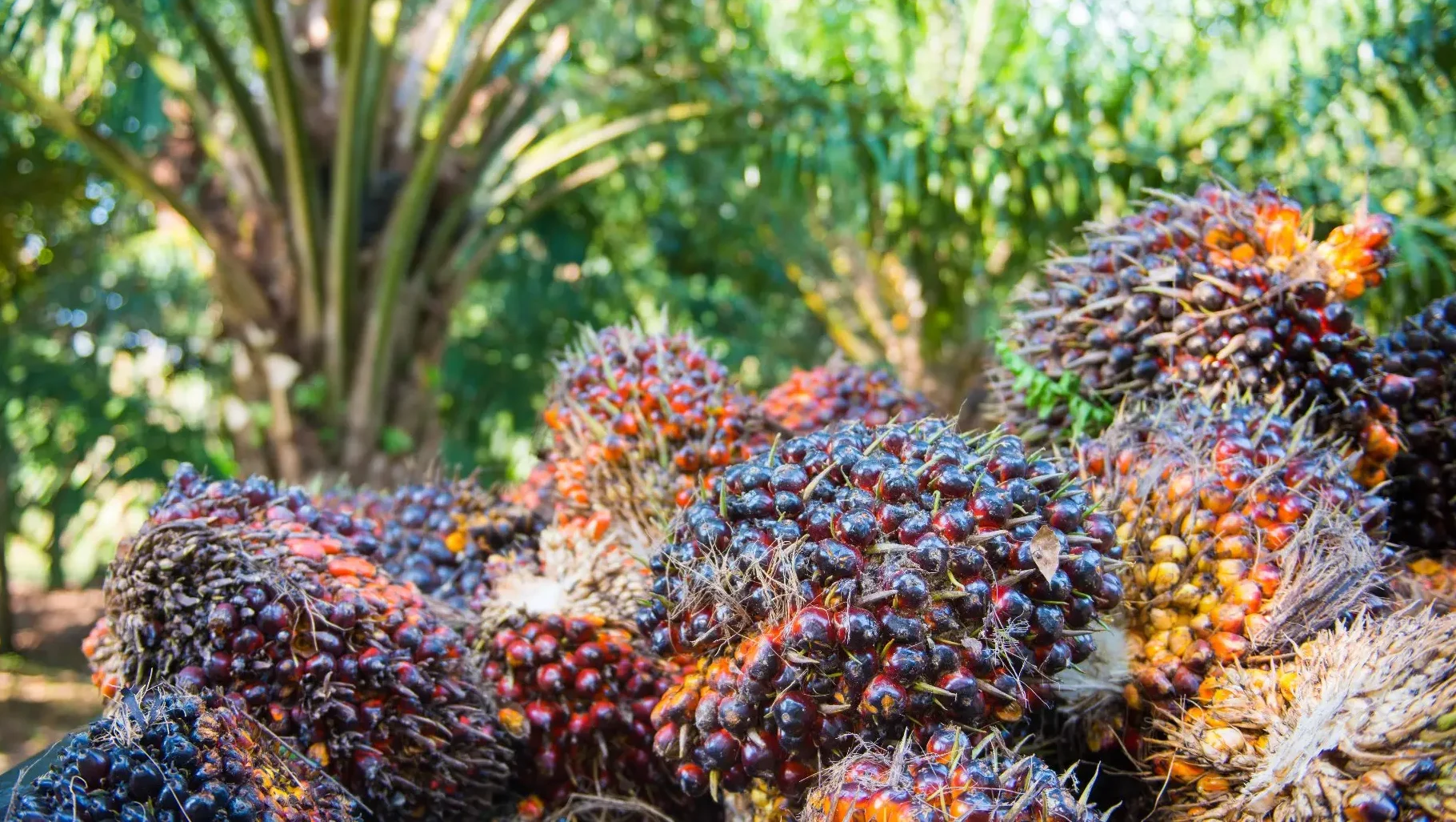 Ilustrasi Tandan Buah Segar (TBS) kelapa sawit. Kemendag menetapkan harga referensi CPO (HR CPO) November 2025 naik tipis didorong rencana penerapan B50. (Dok: Istimewa)
