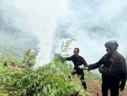 Brimob Polda Sumut Bakar 10 Hektare Ladang Ganja di Mandailing Natal