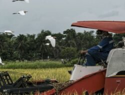 Stok Pangan Aman, BPS Proyeksikan Produksi Beras Nasional 2025 Melonjak 13,54 Persen