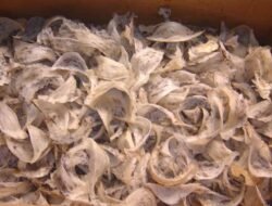 Lawan Aturan Hilirisasi: Ekspor Sarang Walet Kotor Masih Terjadi, Barantin Sita 950 Kg