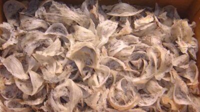 "Sarang-Burung-walet-kotor"