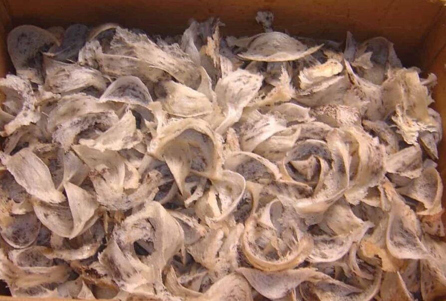 "Sarang-Burung-walet-kotor"