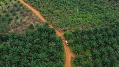 "Sawit-Ilegal-putusan-MK-Kawasan-hutan"