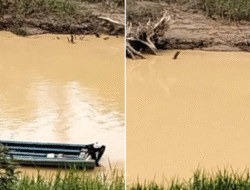 Air Sungai Payak Tercemar Parah Diduga Limbah PETI, Warga Sintang Tak Bisa Mandi