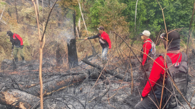 Karhutla Landa 1,6 Hektare TWA Gunung Melintang, Tim Padamkan Api Pakai Ranting
