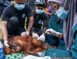 BKSDA-YIARI Berhasil Translokasi Induk dan Anak Orangutan yang Masuk Perkebunan Warga