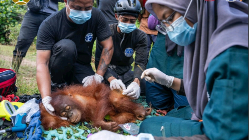 Tim gabungan BKSDA dan YIARI saat proses translokasi induk dan anak orangutan di Ketapang. (Dok. HO/Faktakalbar.id)