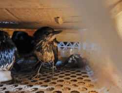 Balai Karantina Gagalkan Pengiriman 229 Burung Kacer Ilegal di Pelabuhan Sukabangun