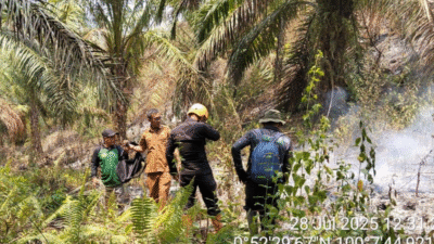 petugas BPBD sedang memadamkan kebakaran hutan dan lahan (karhutla) yang melanda area perkebunan coklat. (Dok. HO/Faktakalbar.id)