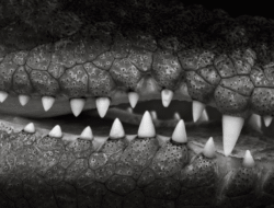 Bocah 10 Tahun di Kutai Timur Selamat Usai Disambar Buaya, Warga Terjun ke Sungai