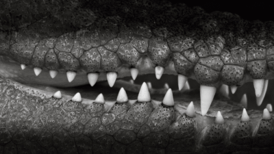 Jembatan di Desa Muara Bengalon, lokasi seorang anak disambar buaya dan berhasil diselamatkan warga. (Dok. Ilustrasi/Faktakalbar.id)