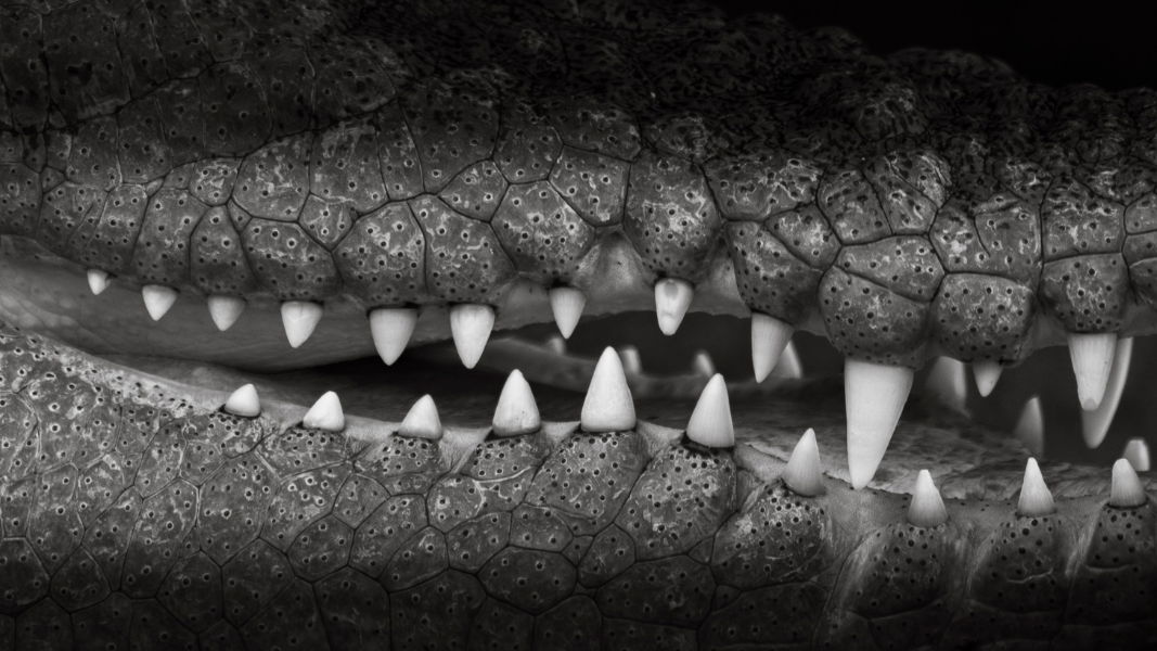 Jembatan di Desa Muara Bengalon, lokasi seorang anak disambar buaya dan berhasil diselamatkan warga. (Dok. Ilustrasi/Faktakalbar.id)