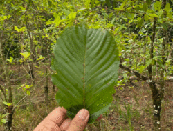 Geser Primadona Karet, ‘Daun Surga’ Kapuas Hulu Kini Jadi Penyelamat Ekonomi hingga Lingkungan