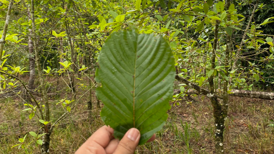 Detail daun Kratom atau daun purik yang dibudidayakan masyarakat Kapuas Hulu sebagai komoditas ekspor pengganti karet. (Dok. Ist)