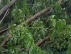 Diterjang Angin Kencang Kamis Pagi, Pohon Besar di BLKI Pontianak Tumbang Hingga Akar Terangkat