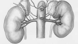 4 Kebiasaan Malam Hari yang Diam-diam Merusak Ginjal