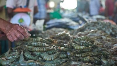 "Pemerintah musnahkan 5 ton udang asal Cikande yang ditolak AS. Terungkap, kontaminasi Cesium-137 sebesar 10,8 Bq/kg ditemukan di 494 kotak."